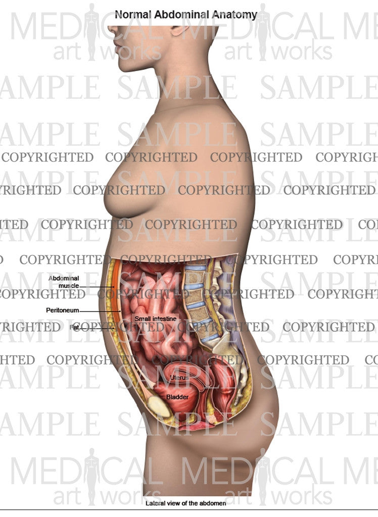 Lateral abdominal anatomy of female