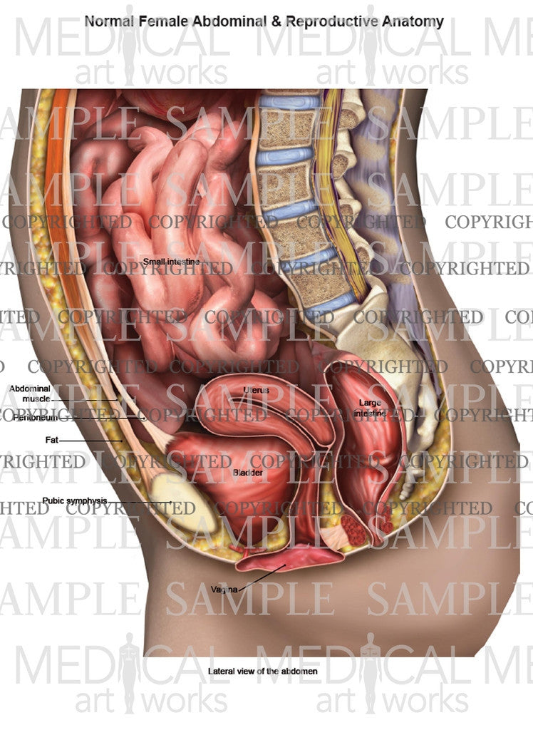 Lateral abdominal and reproductive anatomy of female