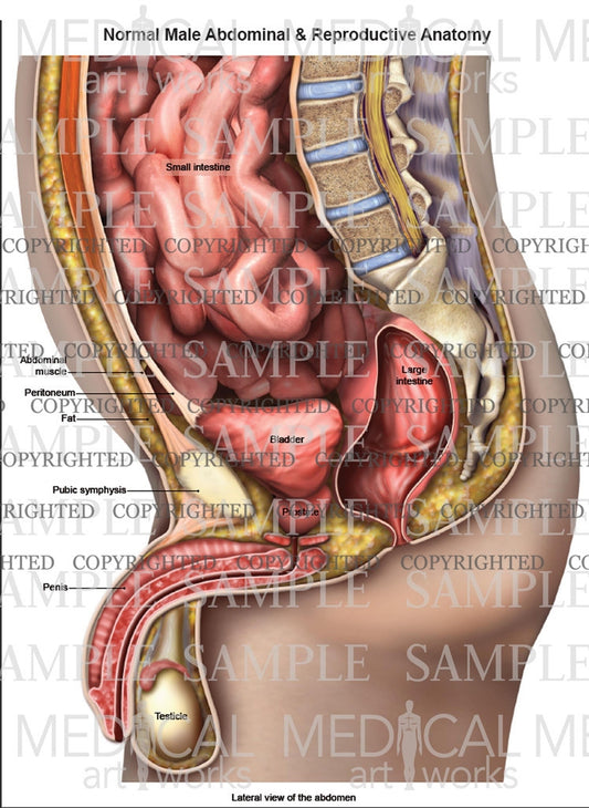 Lateral abdominal and reproductive anatomy of male