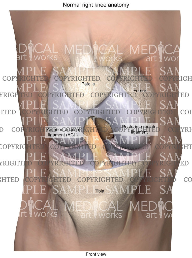 Right Rear Knee Assembly Normal Right Knee Anatomy 8 – Medical Art Works
