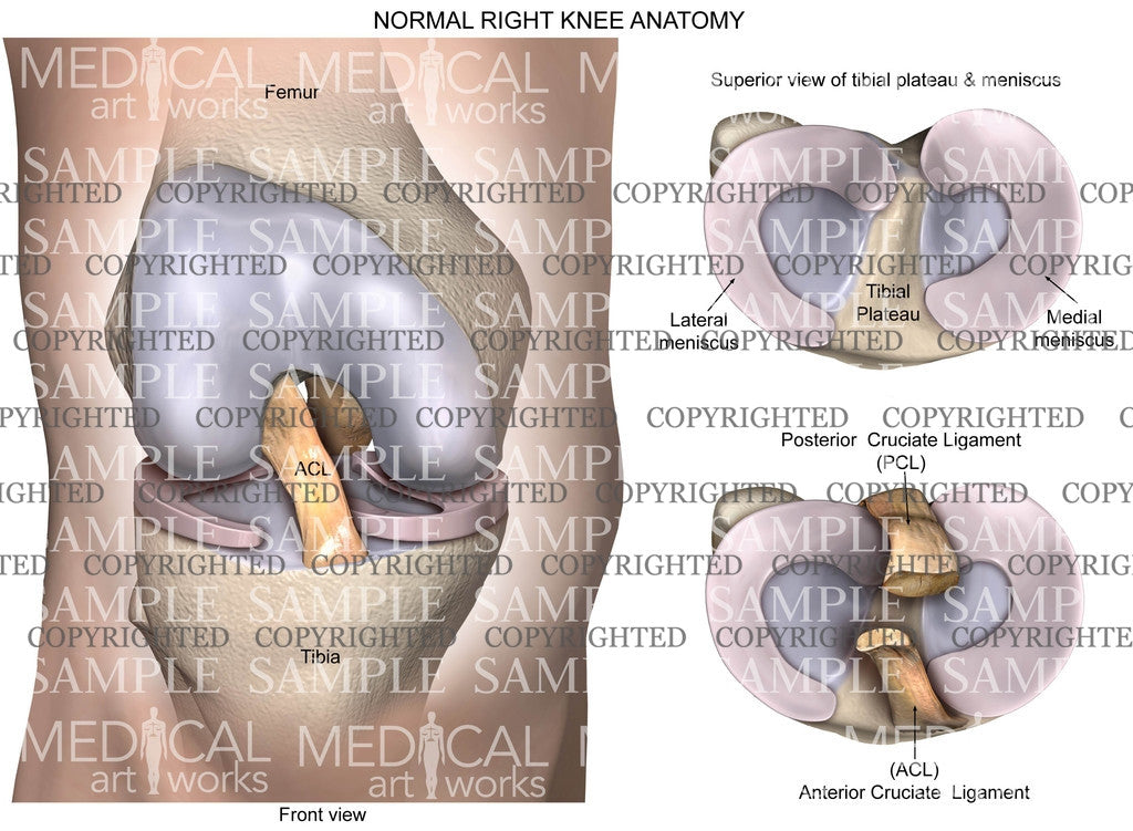 Normal Right Knee Anatomy & Meniscus
