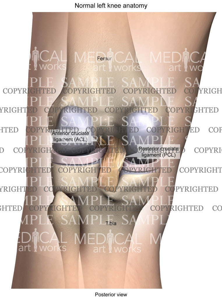 Normal Posterior Left Knee Anatomy