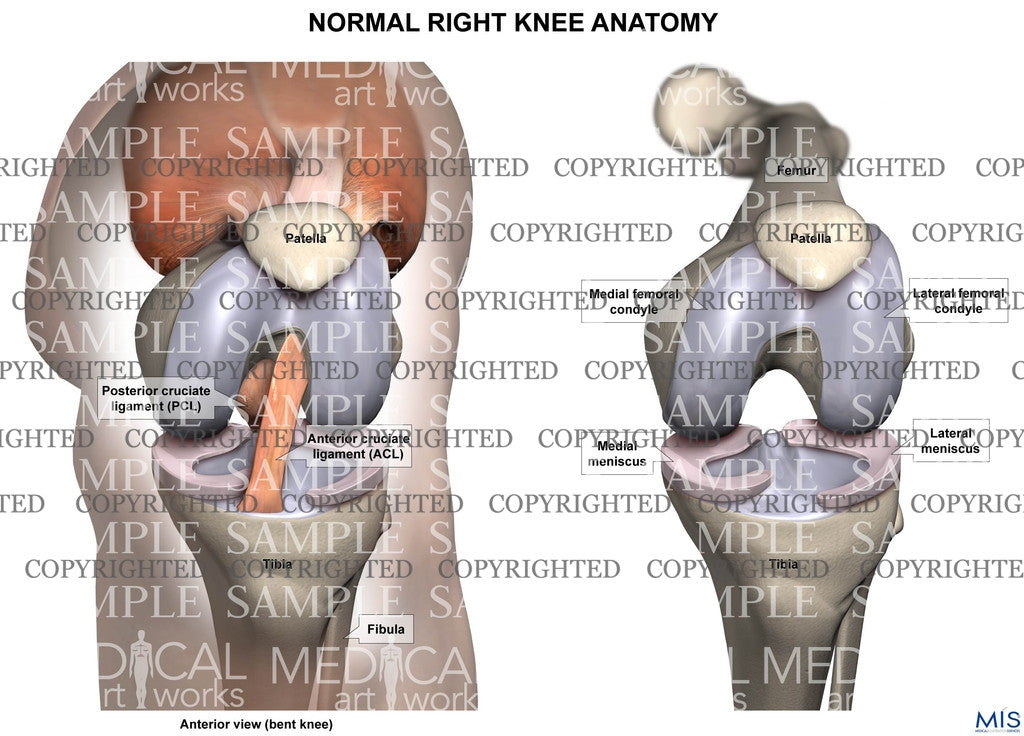Normal Right Knee Anatomy - Anterior view of bent knee