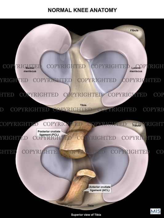 Medial and Lateral Meniscus