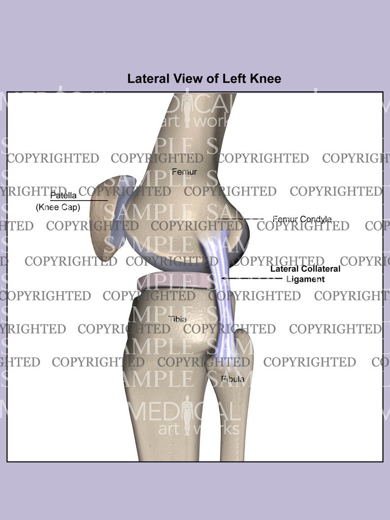 Normal anatomy of left knee collateral ligament