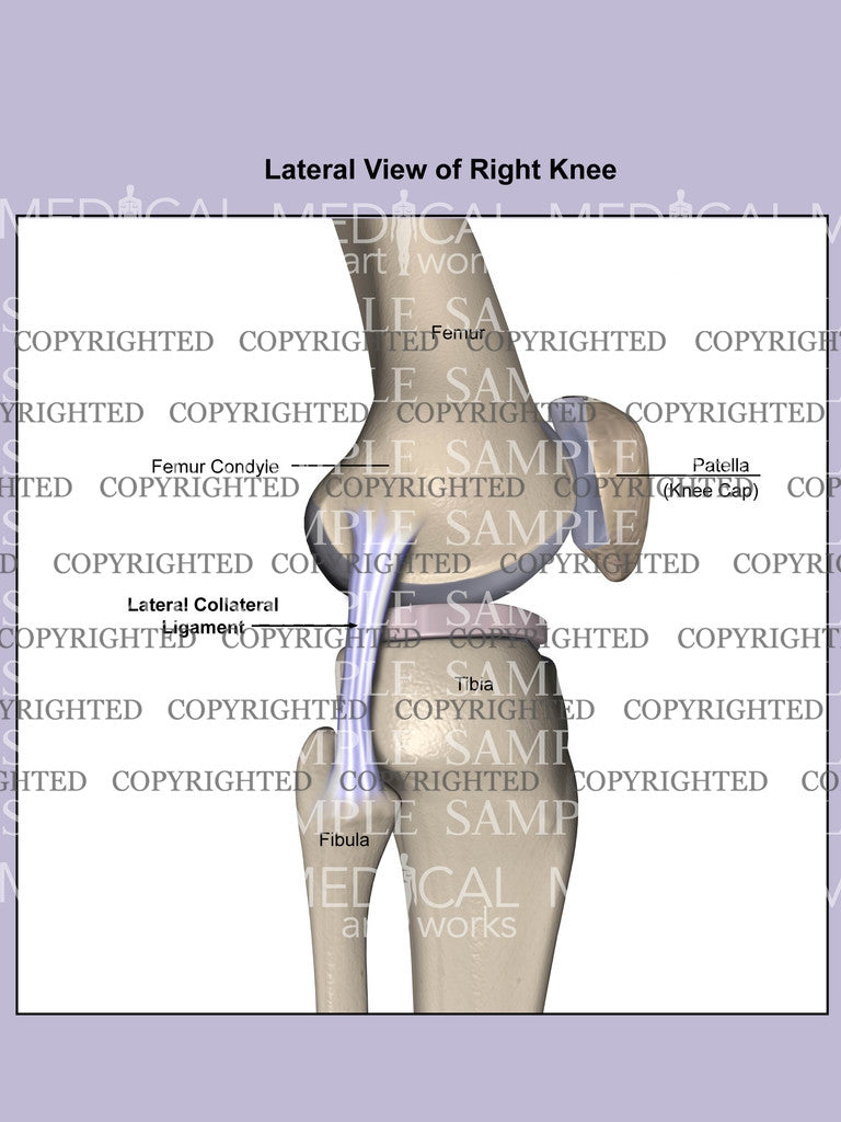 Normal anatomy of collateral ligament