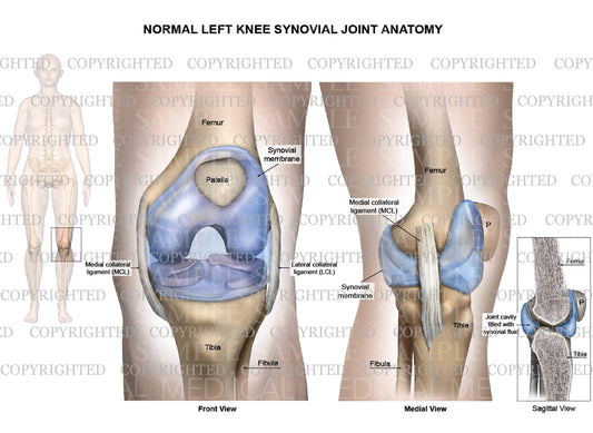 Normal left knee synovial joint anatomy - Collateral ligaments - Female