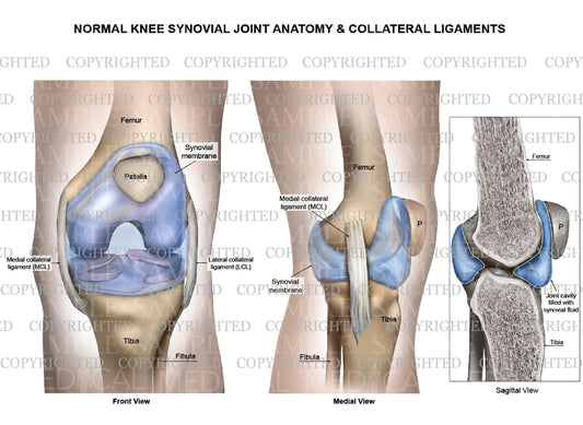 Normal knee synovial joint anatomy - Collateral ligaments