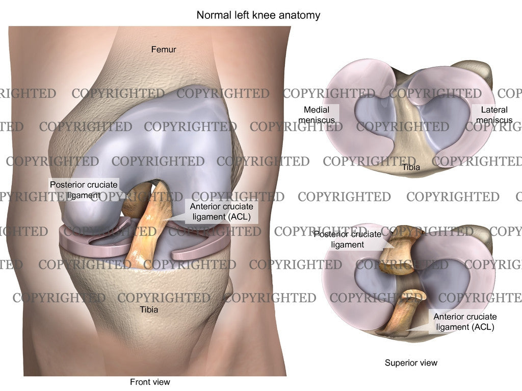 Normal Left Knee Anatomy & Meniscus