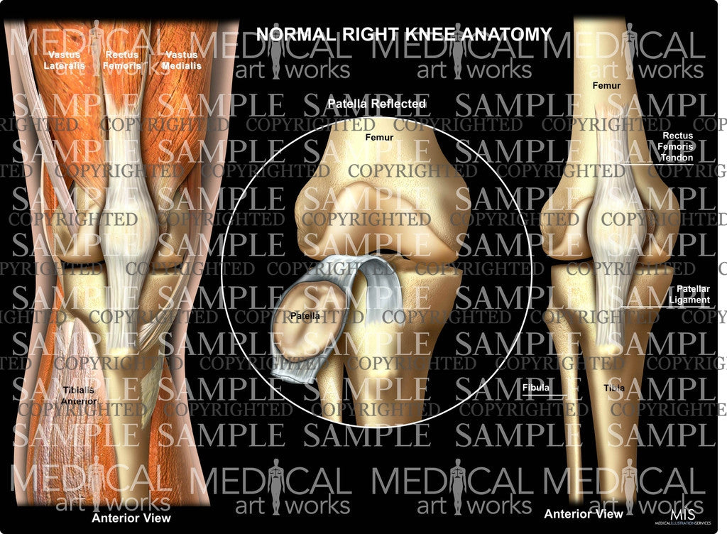 Right Rear Knee Assembly Normal Right Knee Anatomy 4 – Medical Art Works