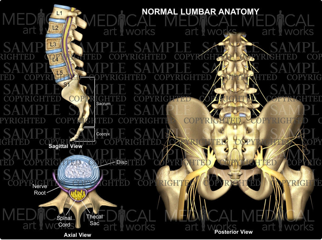 Normal lumbar anatomy