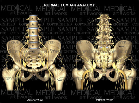 Normal Lumbar & Hip Anatomy