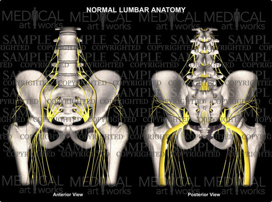 Normal Lumbar and Hip Anatomy with Nerves