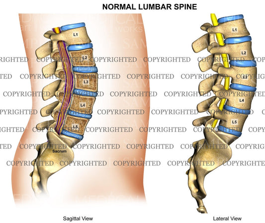 Lumbar Spine Normal Anatomy