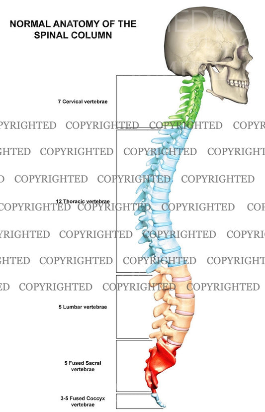 Normal Spinal Column Anatomy
