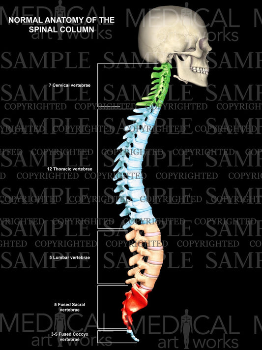Normal lateral spinal column anatomy