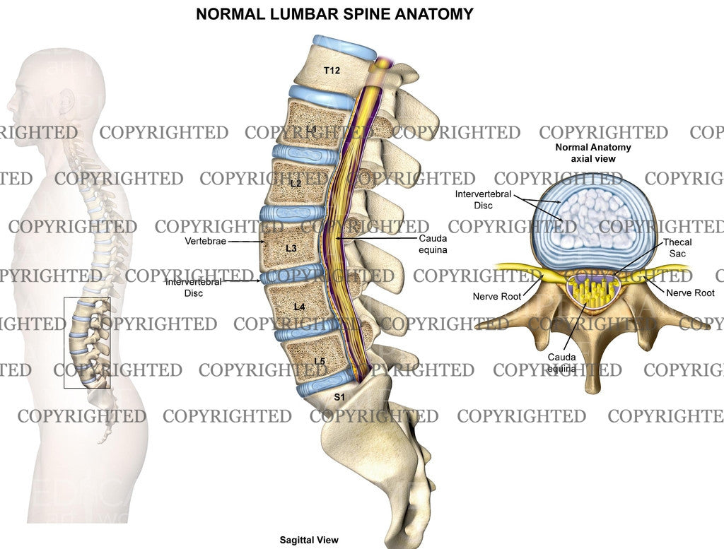 Normal lumbar spine anatomy – Medical Art Works