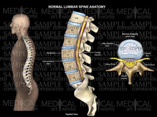 Normal lumbar spine anatomy black background