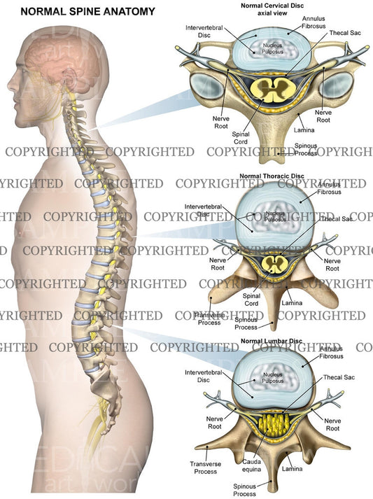 Normal anatomy of the lumbar spine