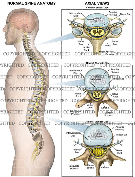 Axial views of the cervical, thoracic and lumbar vertebrae