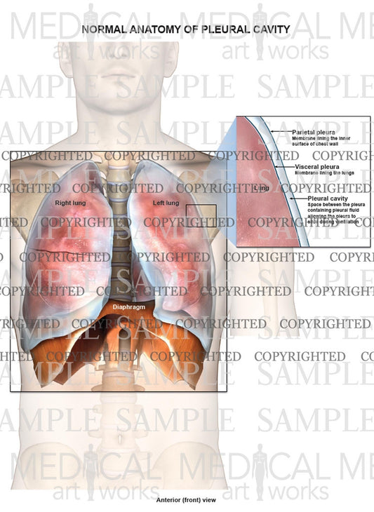 Normal anatomy of pleural cavity and lungs