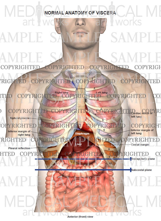 Normal anatomy of viscera