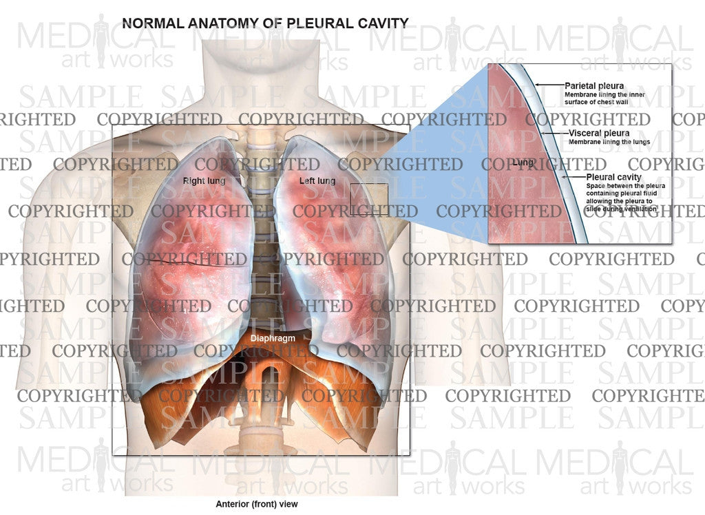 Normal anatomy of the lungs and pleural cavity