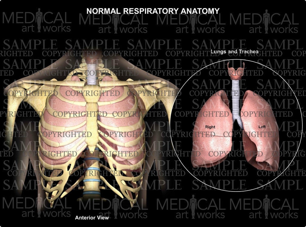Normal Respiratory Anatomy