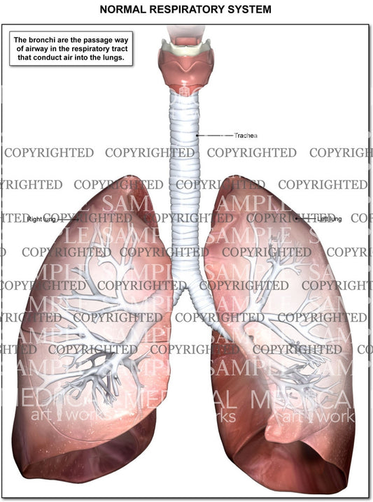 Respiratory system