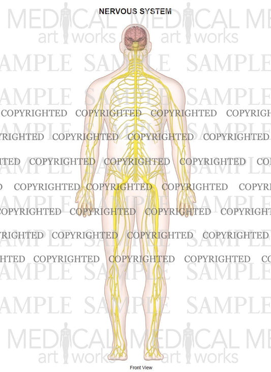 Nerve anatomy of full body