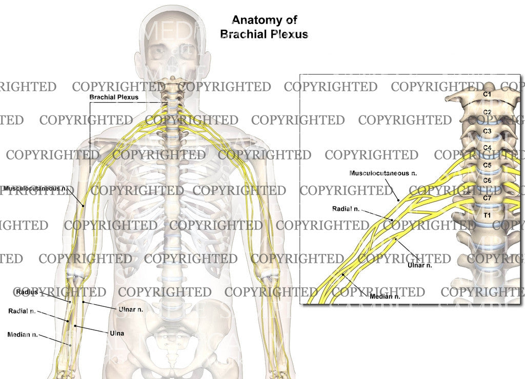 Normal nerve anatomy of brachial plexus