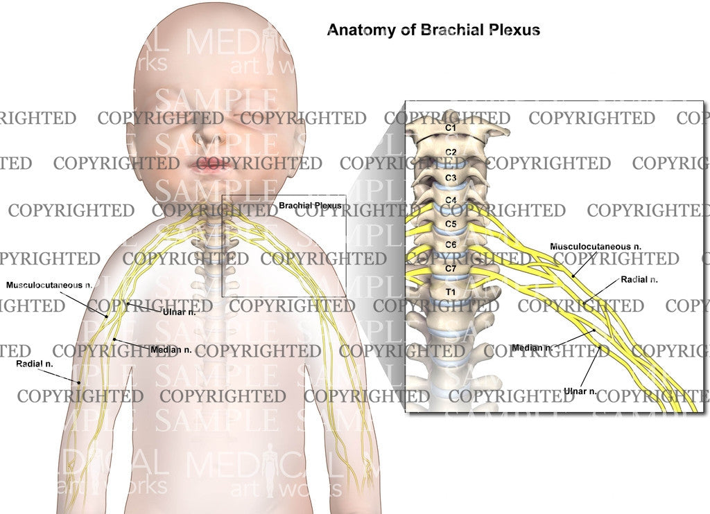 Normal infant nerve anatomy of brachial plexus