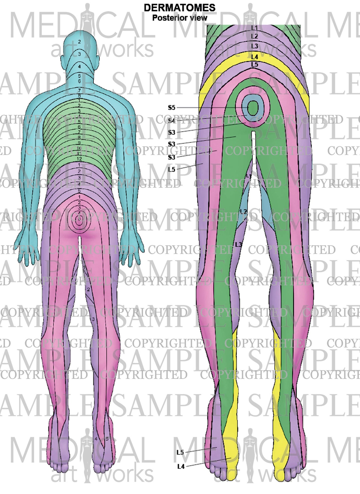 Dermatome - Spinal nerve root skin supply - Posterior view
