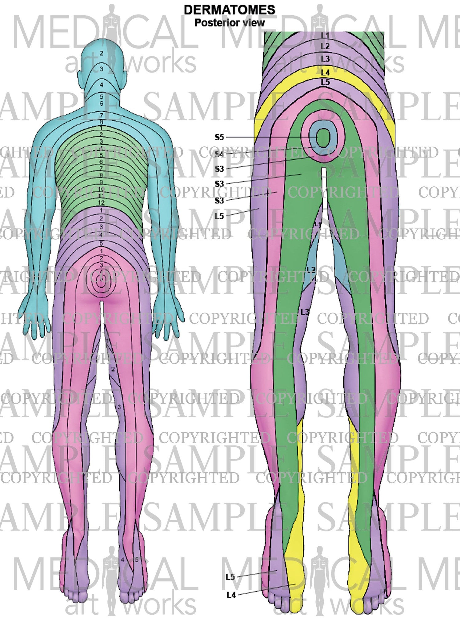 Lumbar Spine Dermatome Patterns