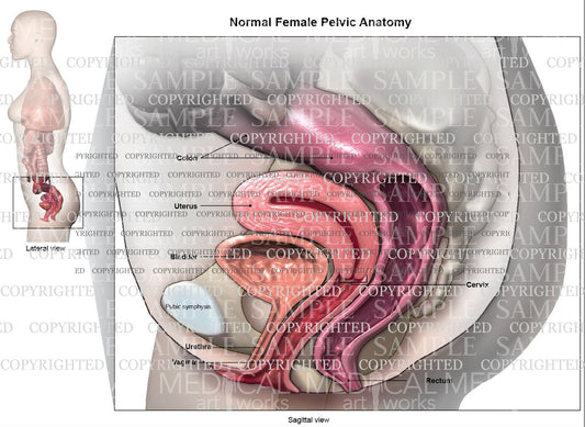 Normal anatomy of female pelvic floor