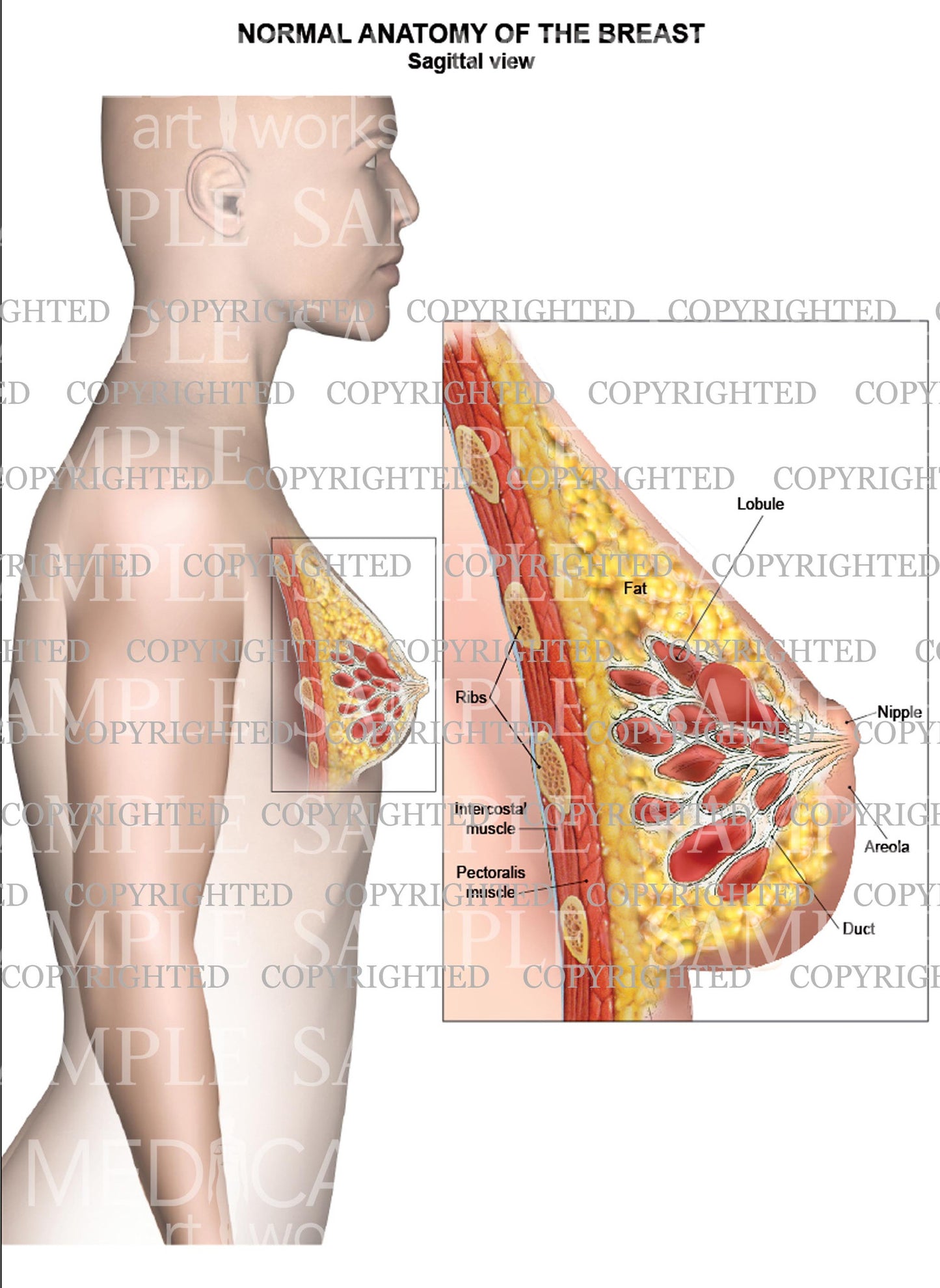 Normal breast anatomy - sagittal view