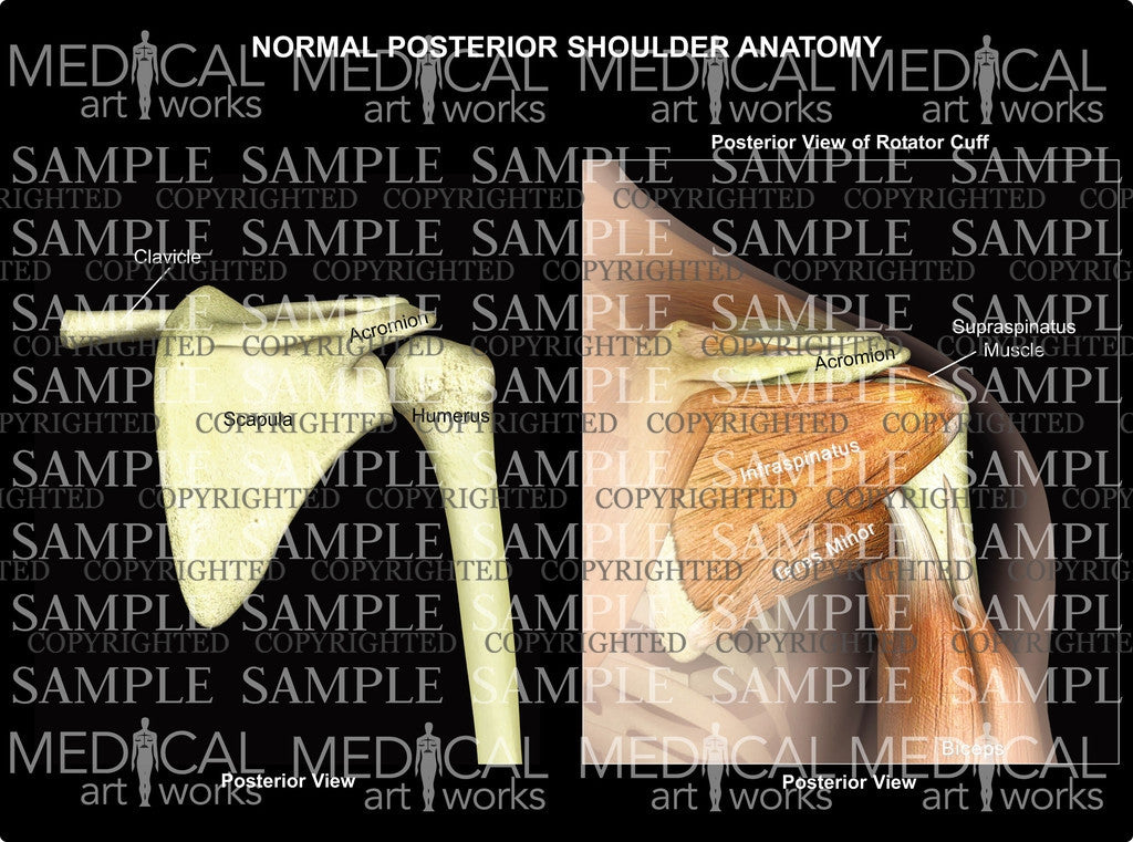 Normal Shoulder Anatomy – Medical Art Works