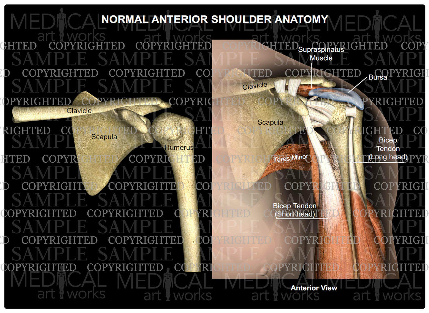 Normal Anterior Shoulder Anatomy