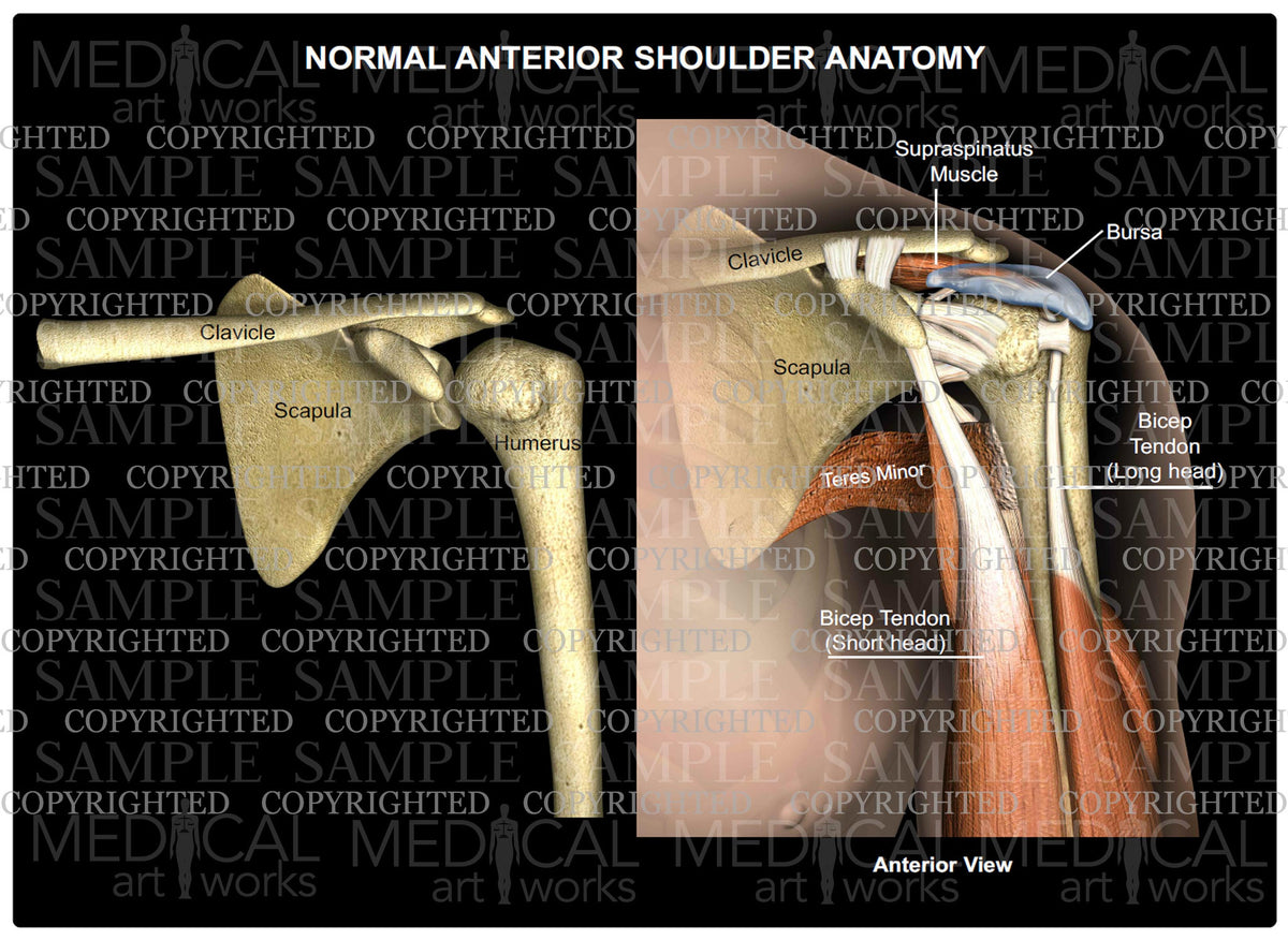 Shoulder Picture Normal Normal Anterior Shoulder Anatomy – Medical Art Works