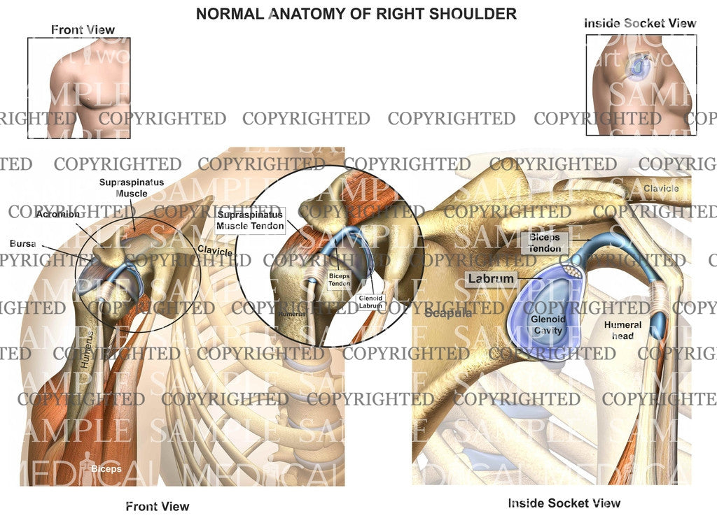 Right shoulder normal anatomy-2V