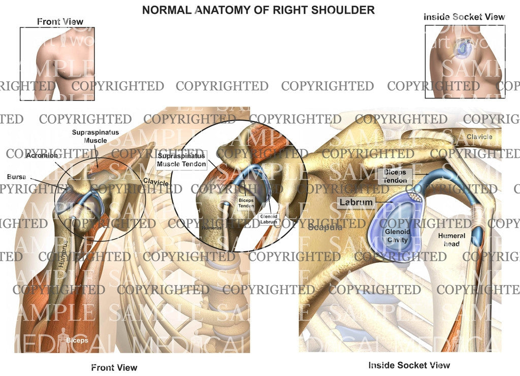 Right shoulder normal anatomy-2V – Medical Art Works