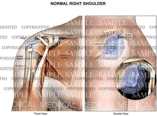 Normal right shoulder anatomy