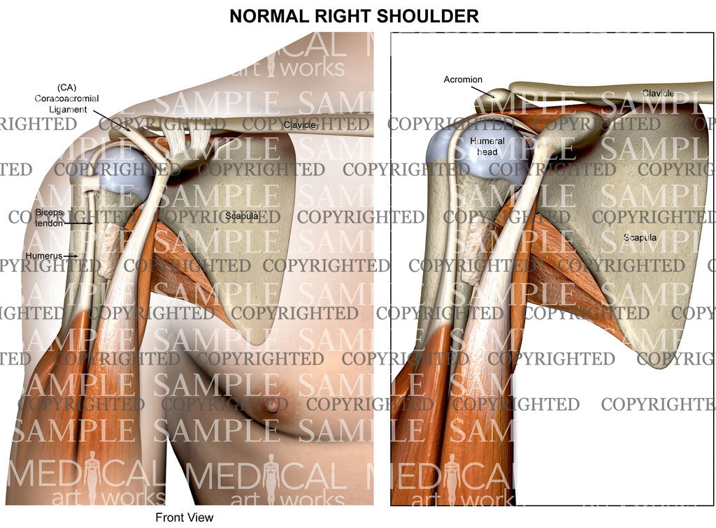 Normal Shoulder Anatomy anterior view