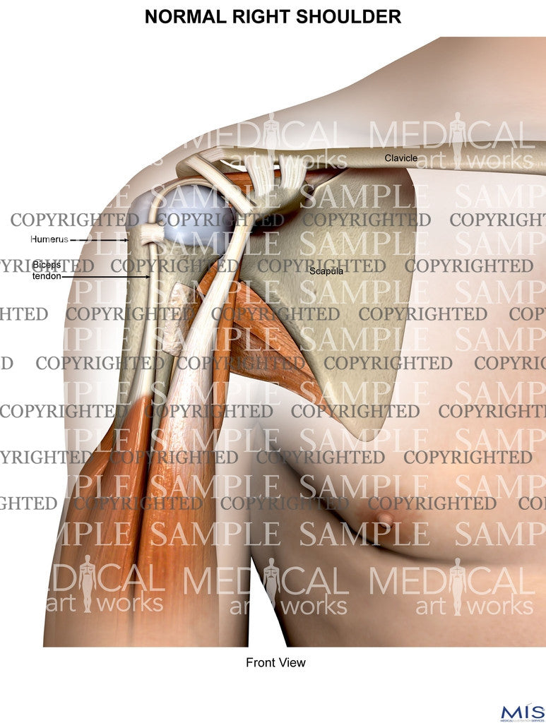 Normal shoulder musculature and ligamentous anatomy