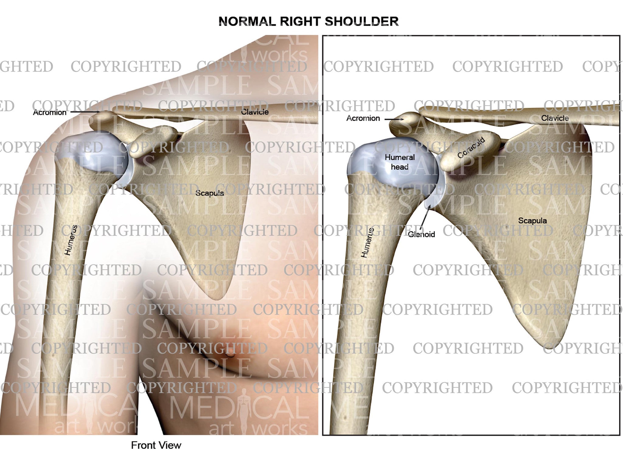 Normal right shoulder skeletal Anatomy – Medical Art Works