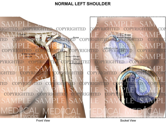 Normal Left shoulder anatomy with socket view