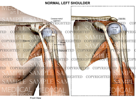 Normal left Shoulder Anatomy of muscles and ligaments