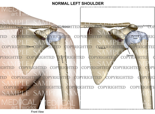 Normal left Shoulder skeletal Anatomy
