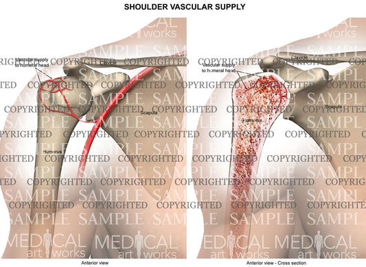 Normal Shoulder vascular supply