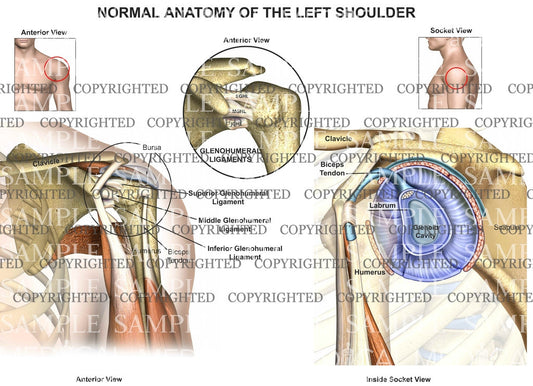 Left shoulder normal anatomy